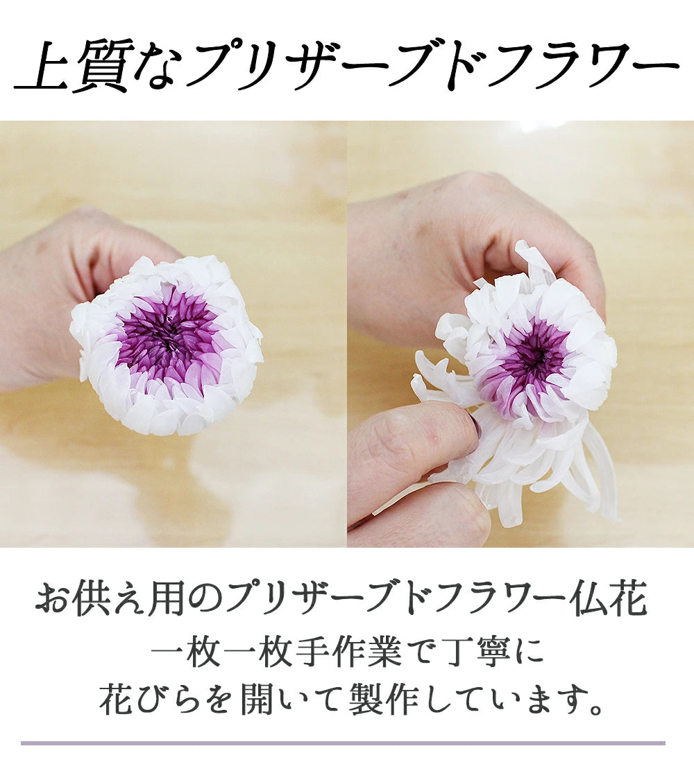 ■輪菊